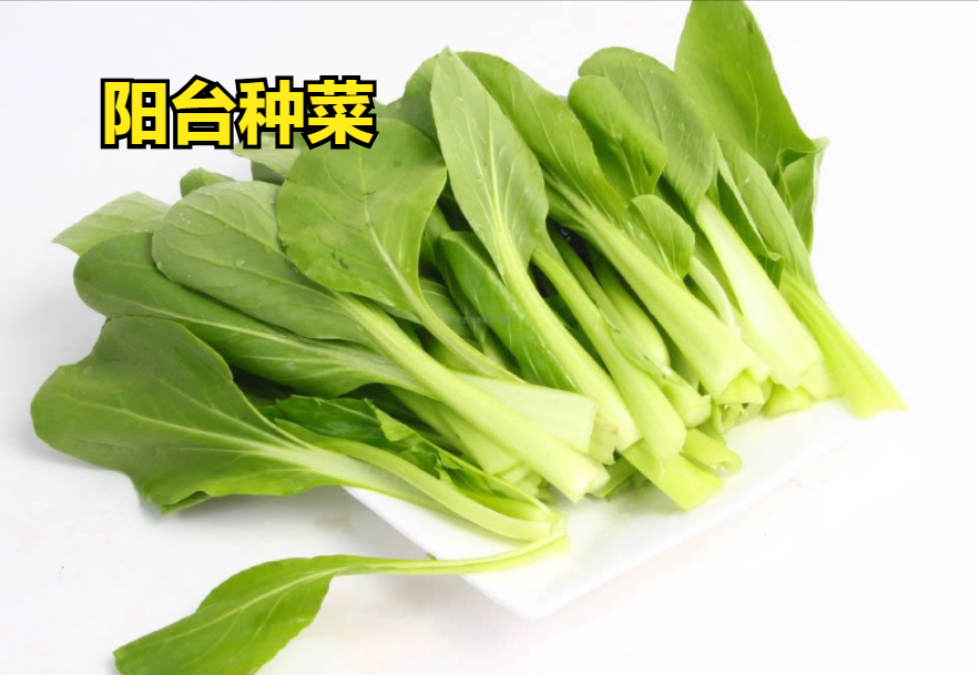 生长周期短的蔬菜（分享十种适合阳台种青菜收成快）