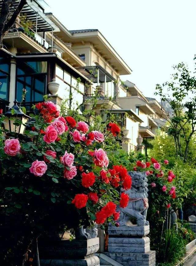 月季花是我国的传统名花,有很悠久的栽培历史,可以打造出各种花境,花