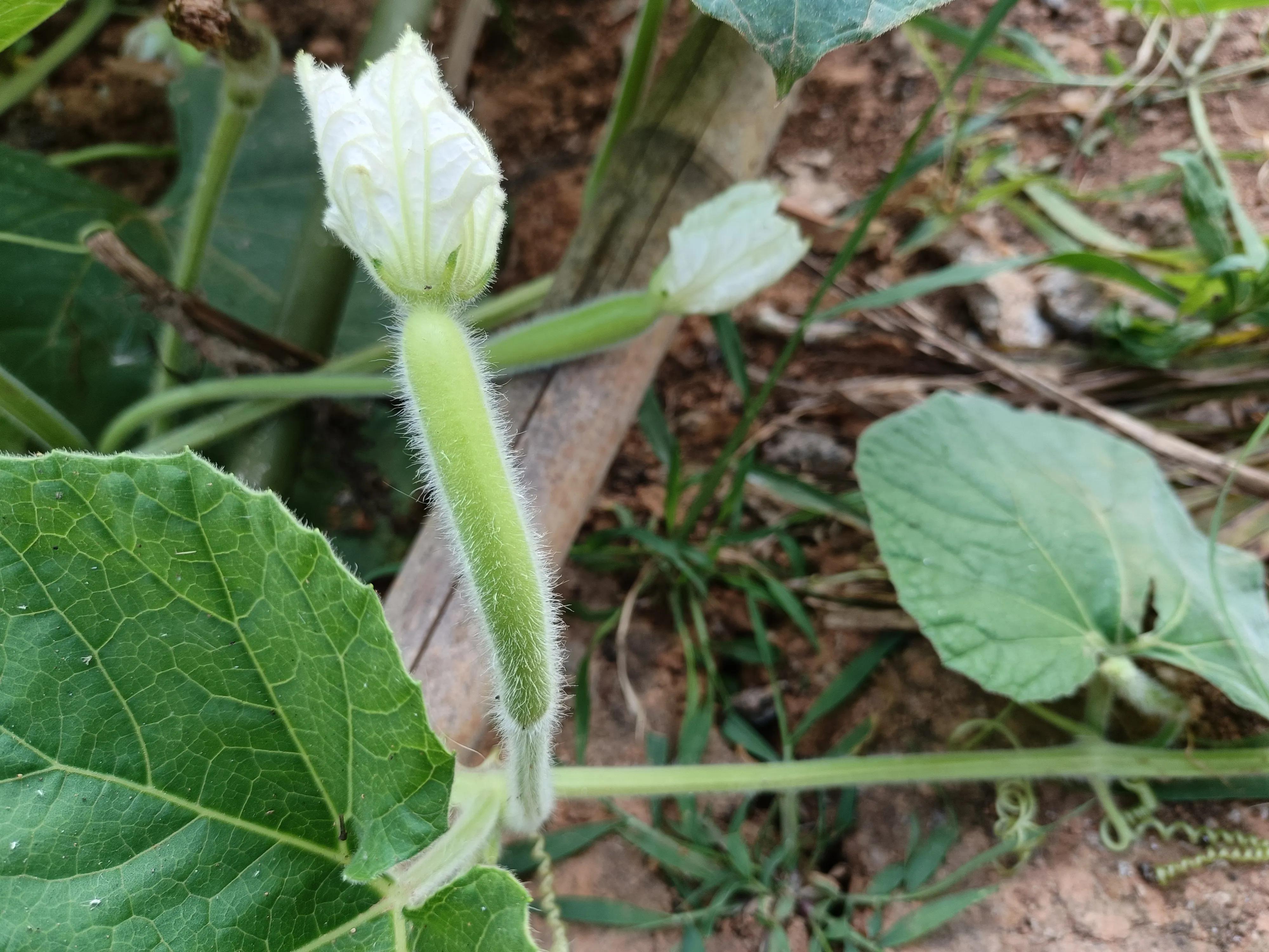 瓠子(葫芦科植物瓠子) - 趣味头条