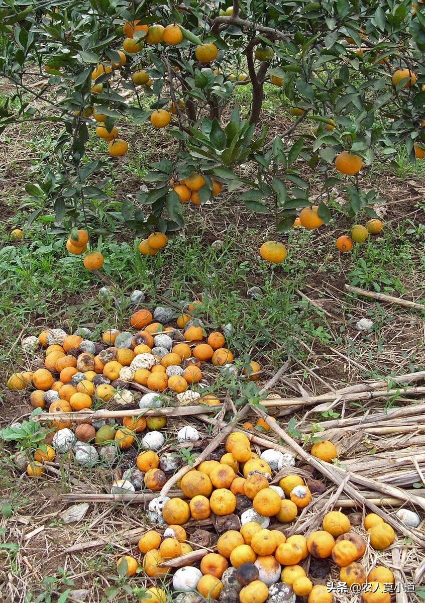 白送都滞销，广西柑橘堆积国道，你觉得根本原因是什么？