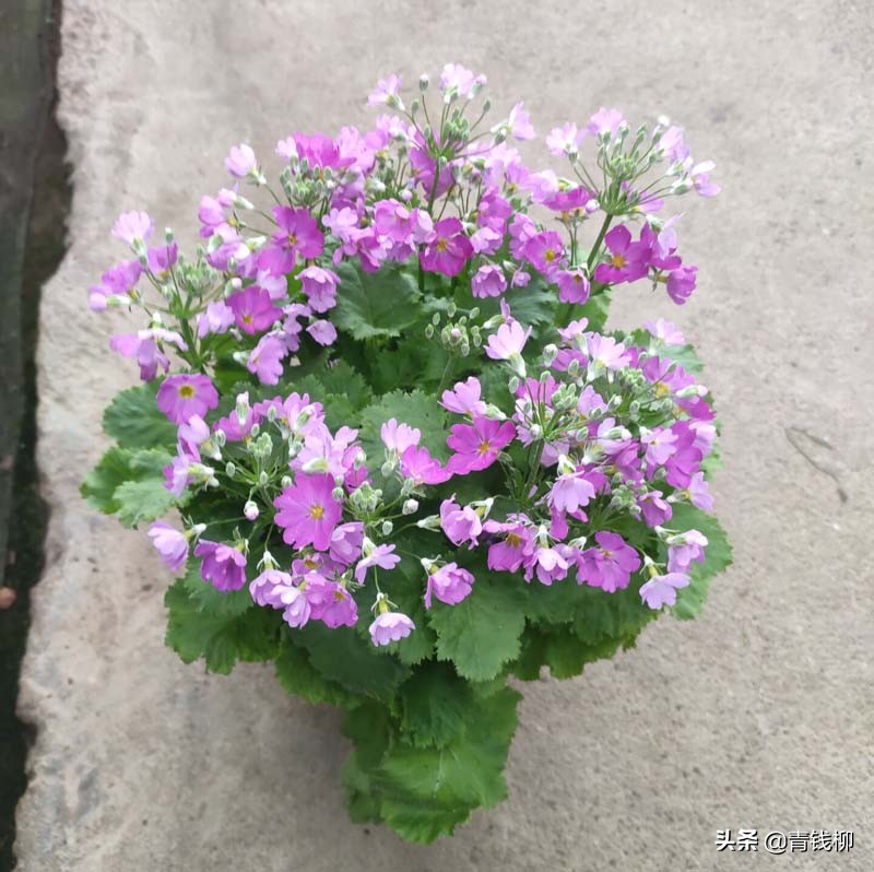报春花的介绍(在阳台适合新手种植的花卉)