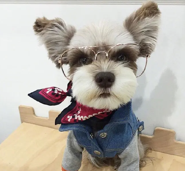 为什么这么多人"钟情"雪纳瑞?这些理由,让人难拒绝