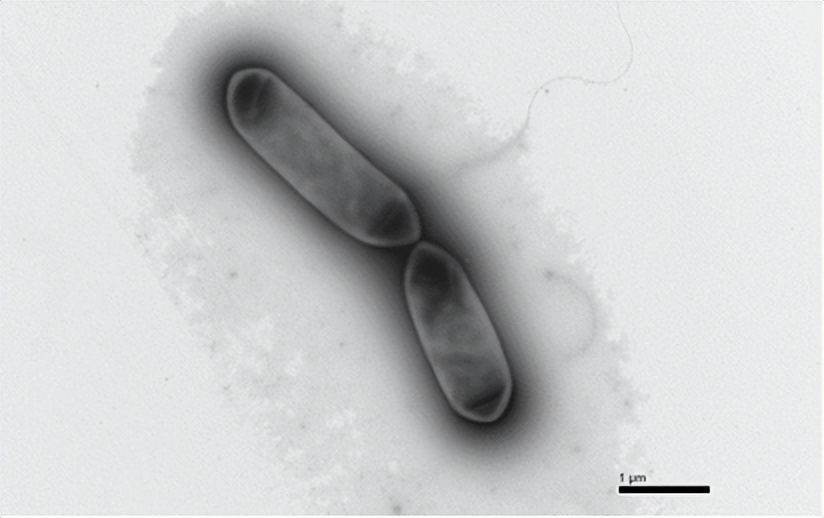 重大突破：全球第一组以中国企业名称命名的生物菌种诞生