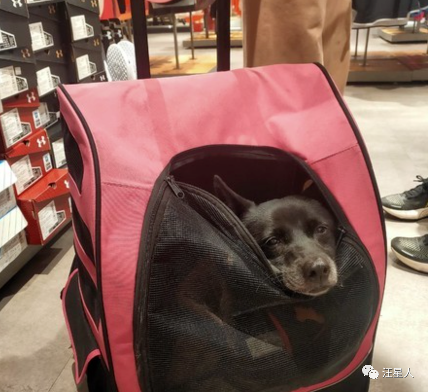 狗狗陪铲屎官逛街后，一脸生无可恋