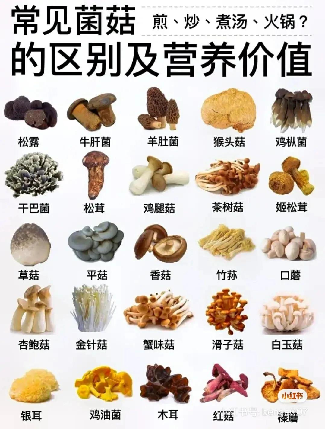 常見蘑菇的分類