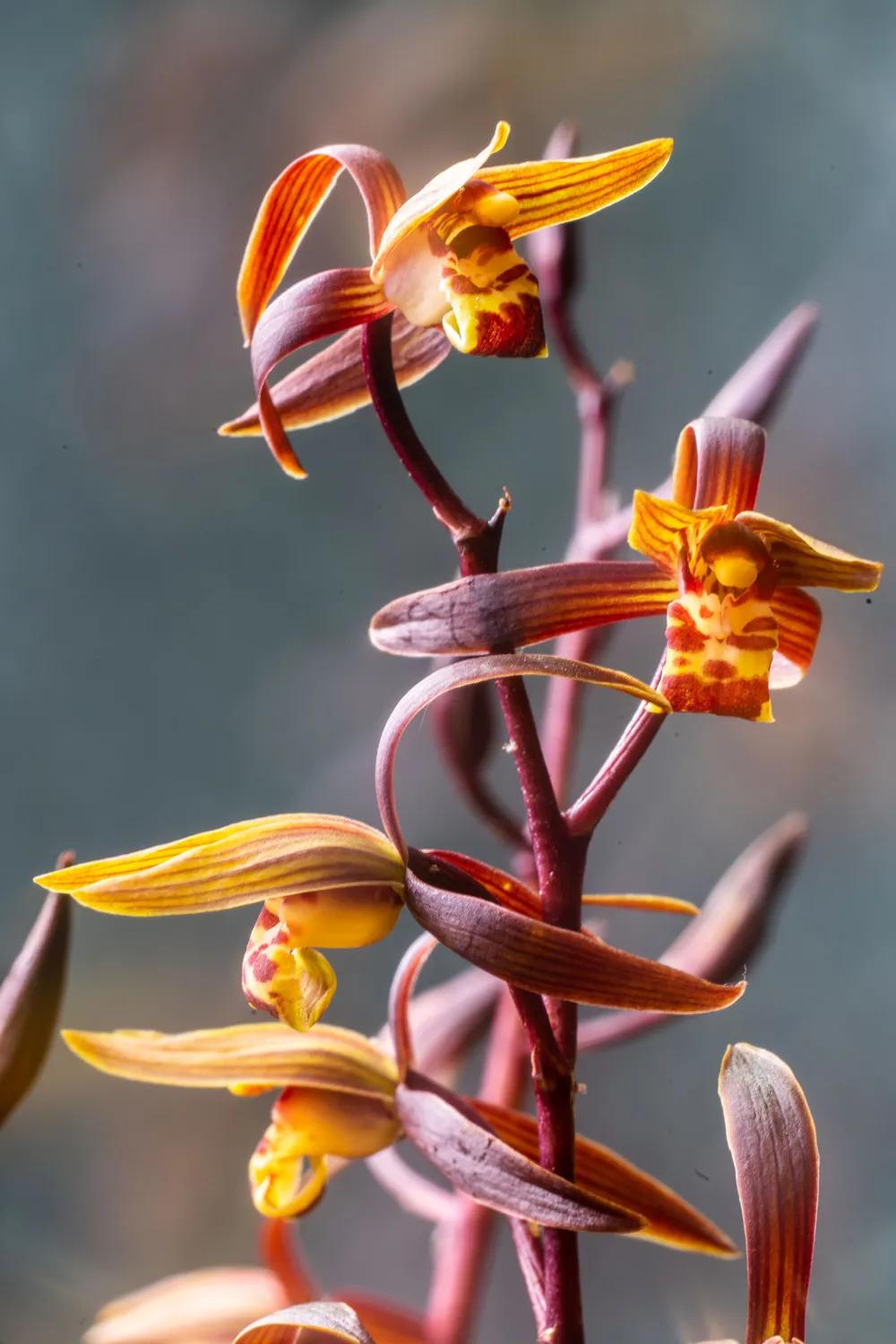 百花品鉴之兰花 天天看点