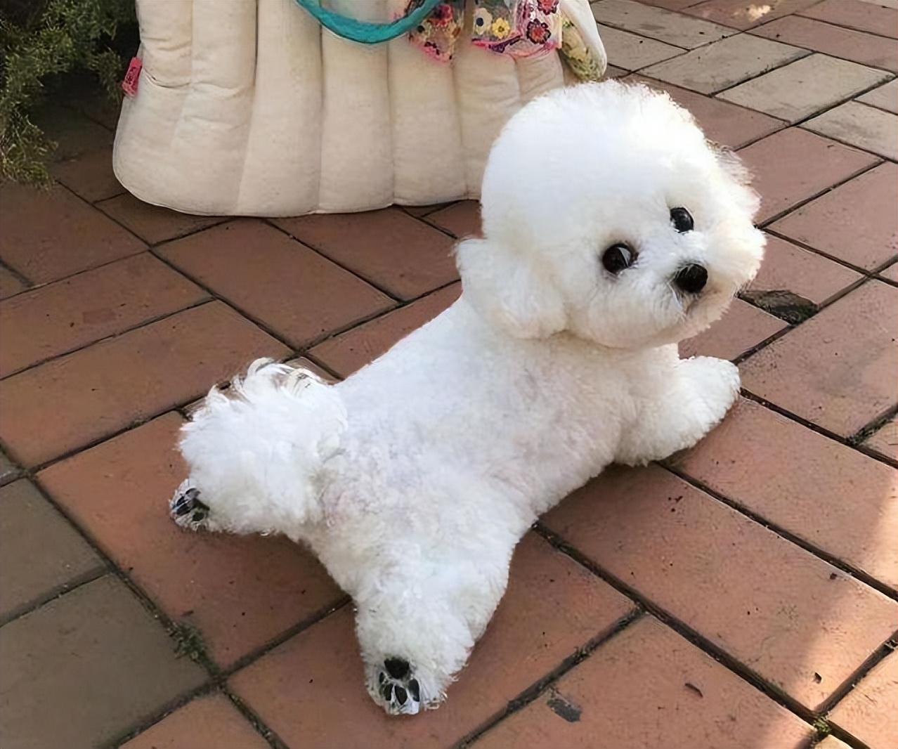 像"小公主"一样的比熊,养过的人才知道它是怎么样的狗狗! – 宠物生活