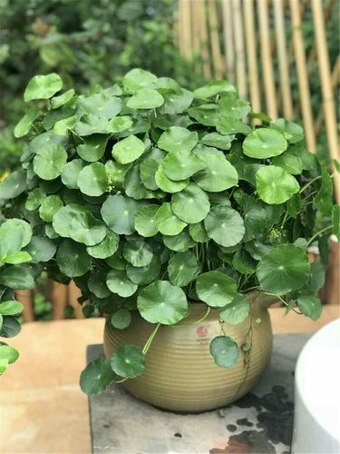 11种"旺财花",春天会"苏醒",入手最合适,聚财又旺家