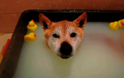 狗狗几个月可以洗澡（新手必看的狗狗0-12月养护手册）