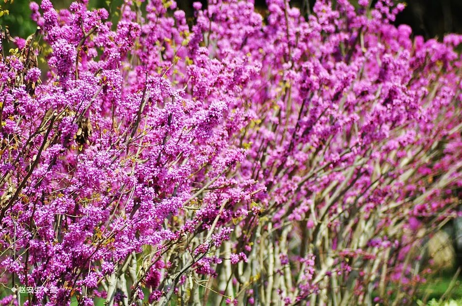 疫情挡不住春天的脚步，小编带你去看古城秦州的春暖花开