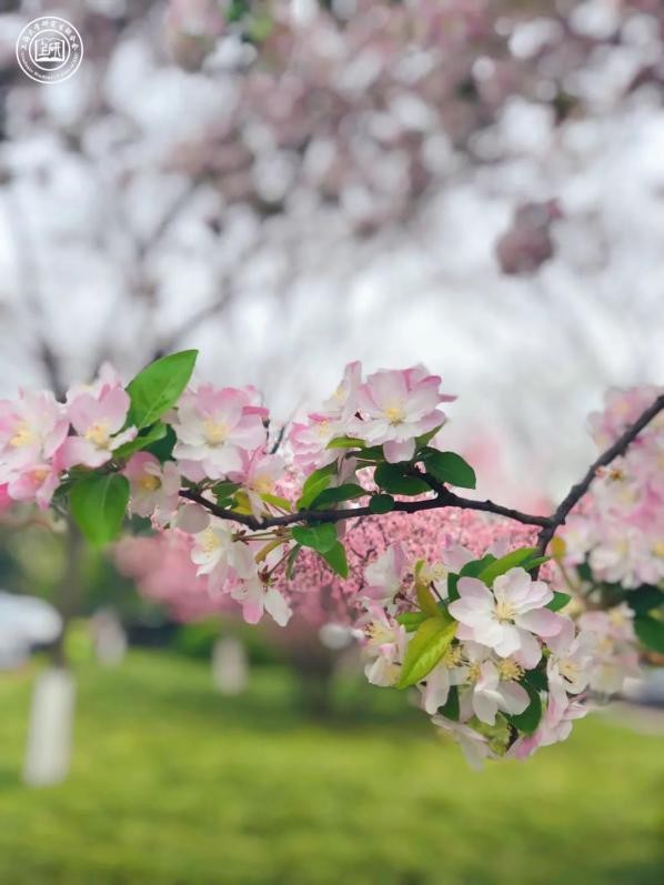 推开“三扇窗”，揭开上海大学的绝佳美景！每一帧都是画，美出新高度！