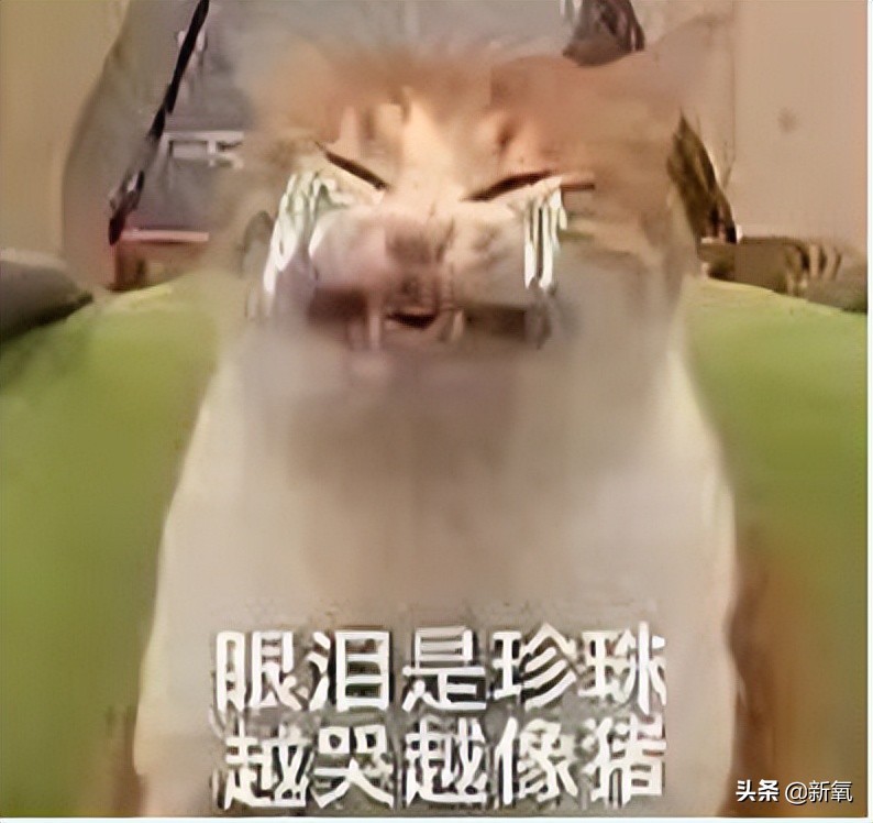 是给的太多了么？她俩之前可是厌恶舞台到顶级巡演都缺席不去…