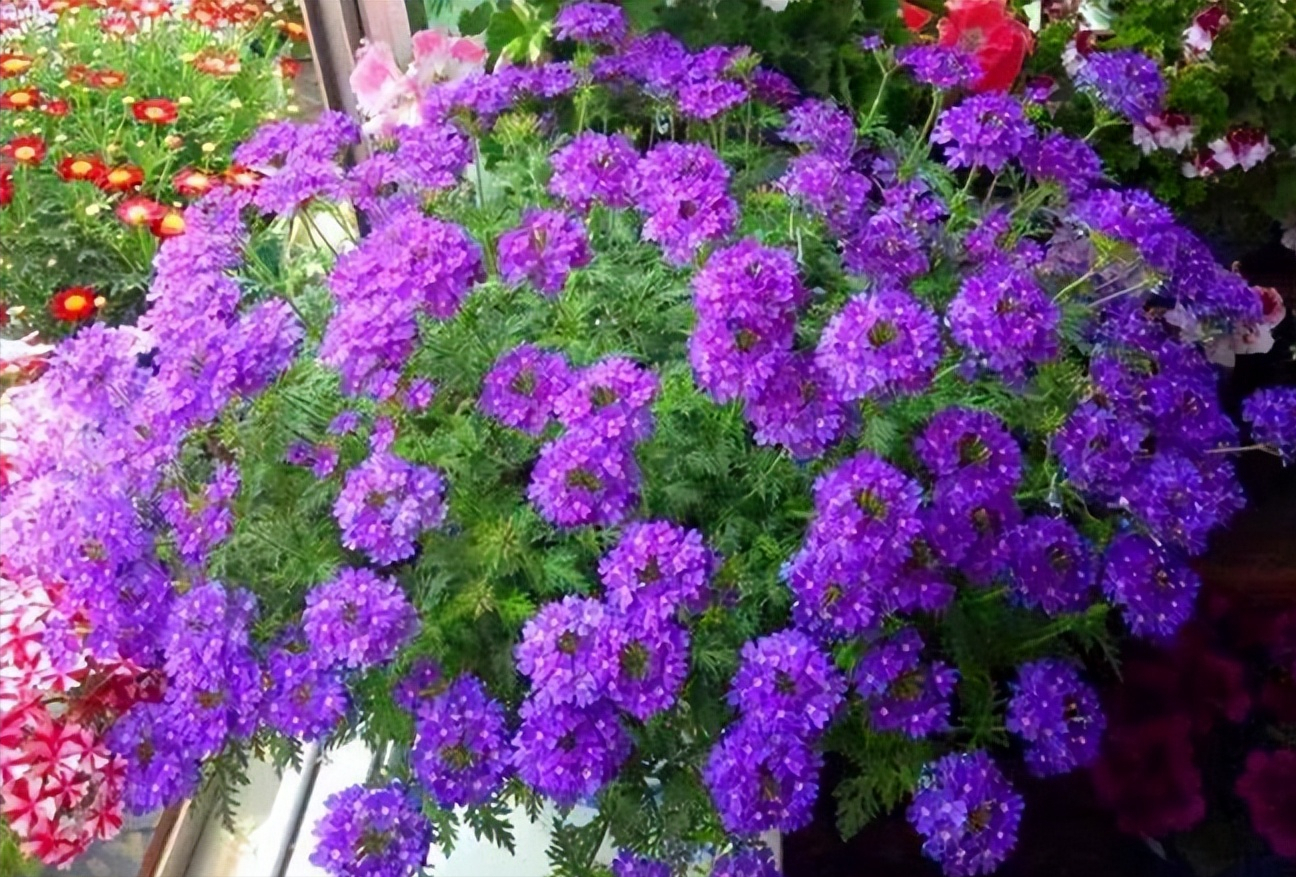 六出花图片(6种) - 赤虎壹号