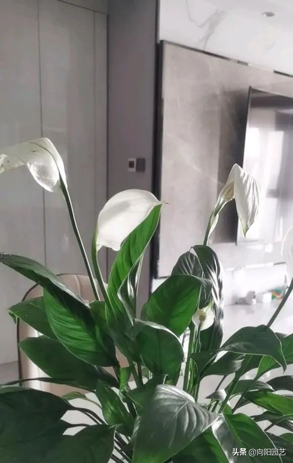 这8种花“招财”，养在家里，寓意“吸财进宝”，你家养的吗？