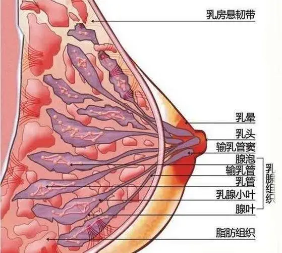 因为这个地方是一个存放乳汁的水池,埋藏在乳晕下方