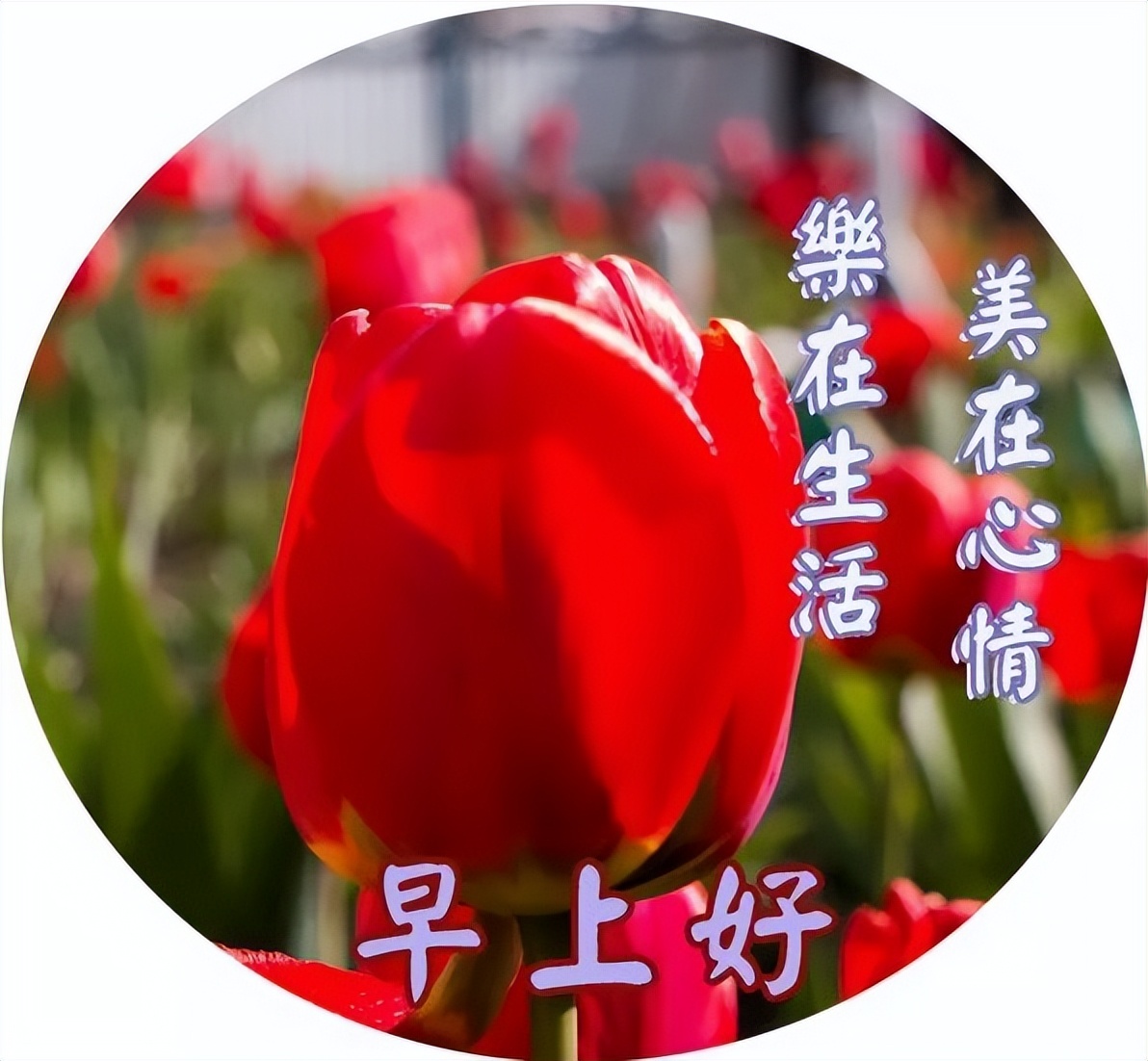 微信问候早上好表情包图片 祝你精神棒棒、活力多多图片