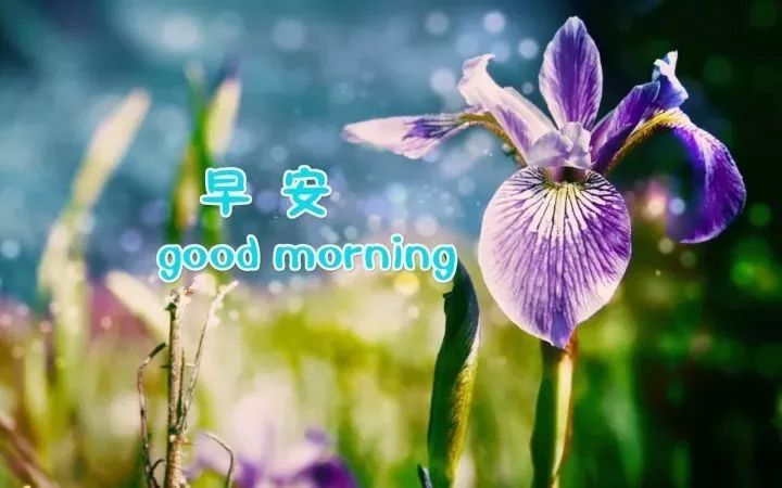 早上好唯美问候图片 祝福依旧早安图片合集祝福好友样样都好图片