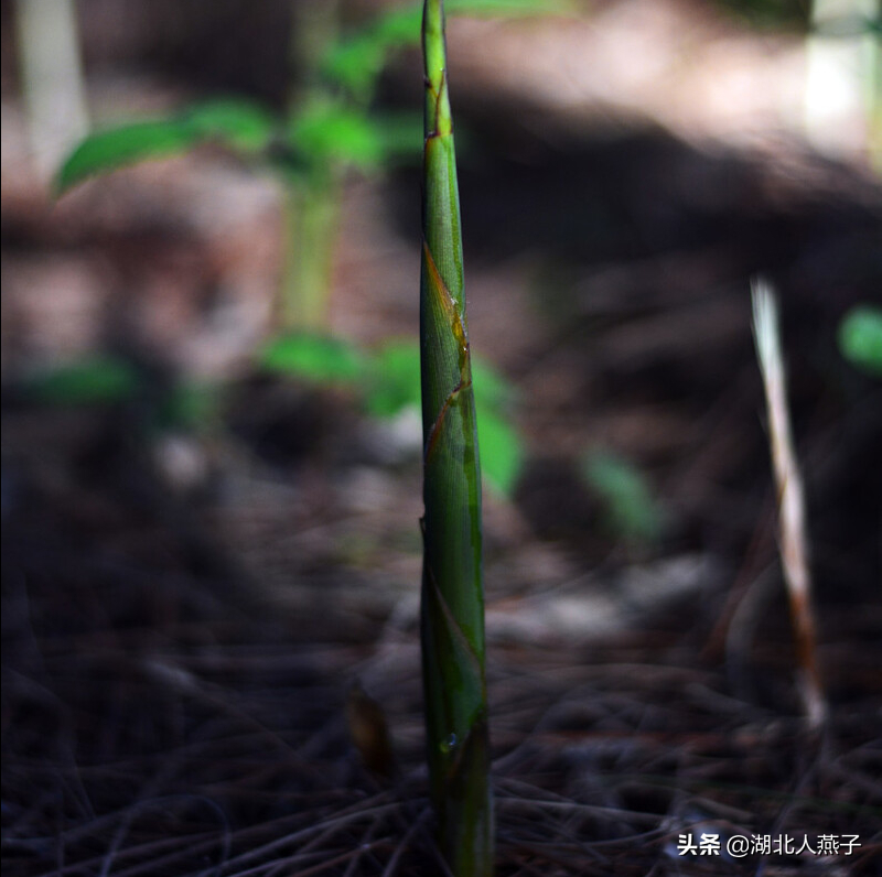 夏季摘野菜，送你61种野菜大图鉴，让你轻松认识各种野菜和吃法
