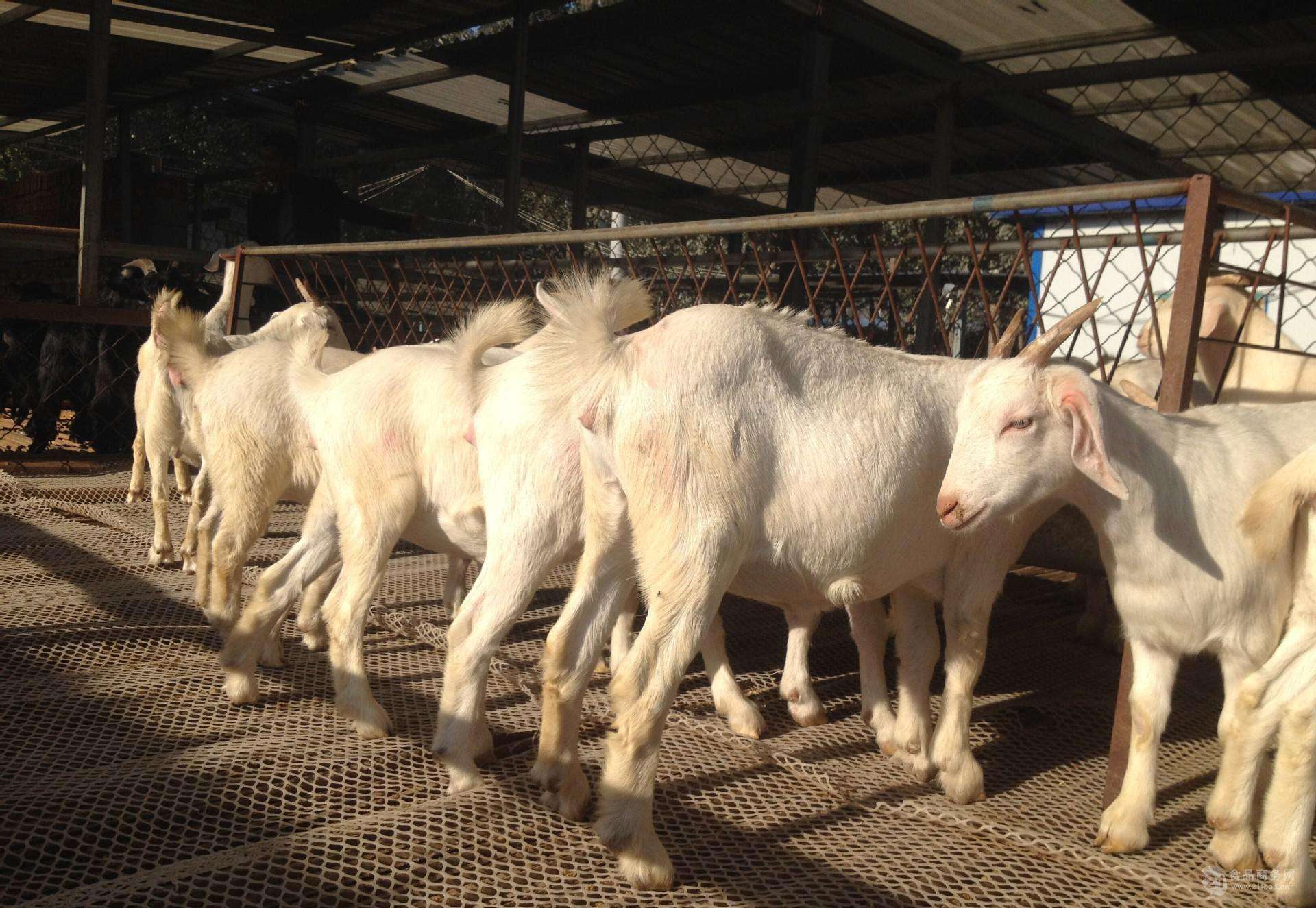 羊吃什么饲料长得快又肥?羊复合预混料需要哪些配方?