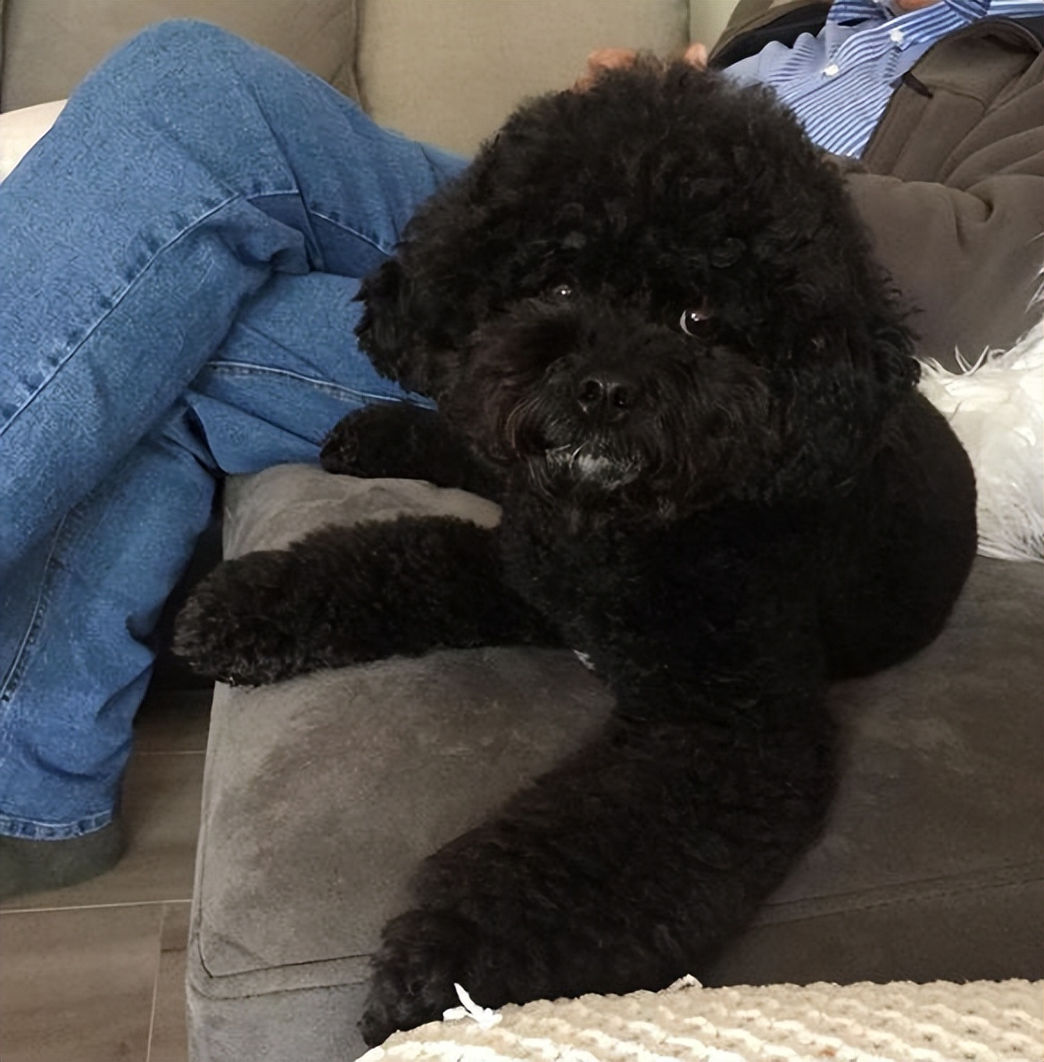 为什么很少人养"黑泰迪"?原来跟这几点有关