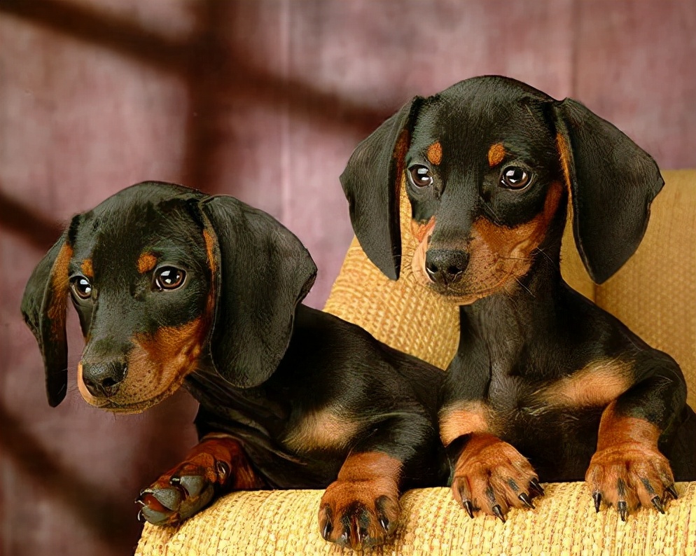 短毛狗狗品种大全及图片(犬类品种列举) - 赤虎壹号