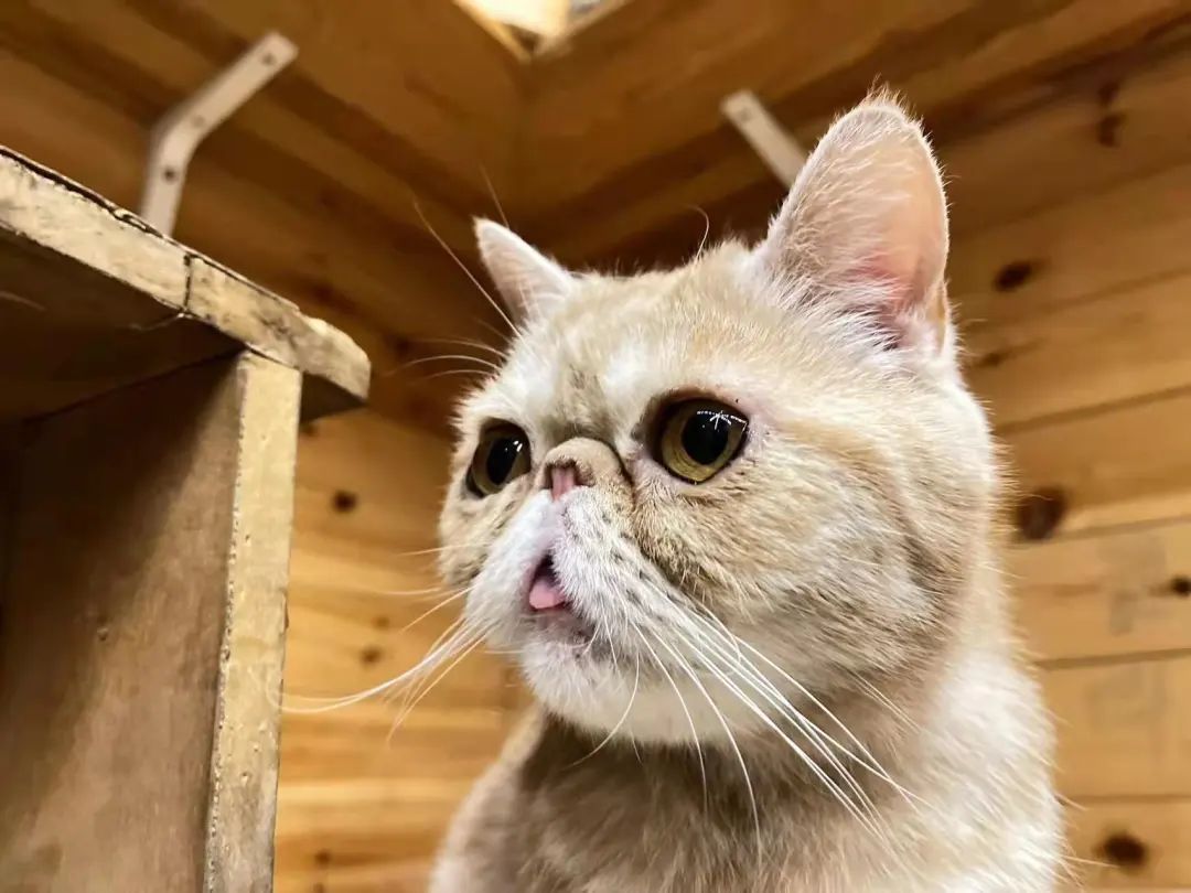 我可是拥有“三岁画老”天赋的小猫咪