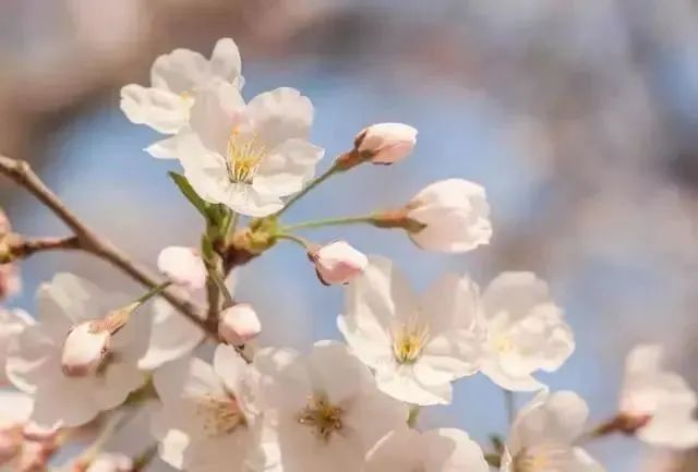 又到了樱梅桃李梨杏海棠……盛开的季节！脸盲吗？看这个