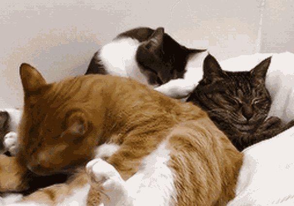 猫咪耳朵热热的，是生病了吗？