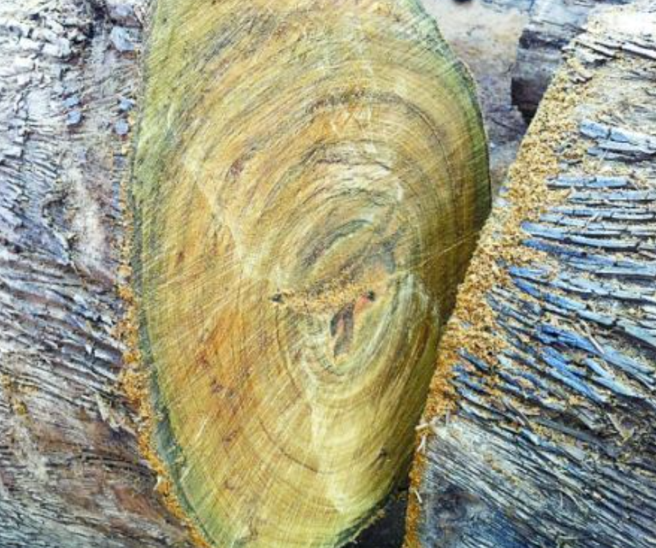 5亿?金丝楠木贵如黄金,树苗才12元却没人种植