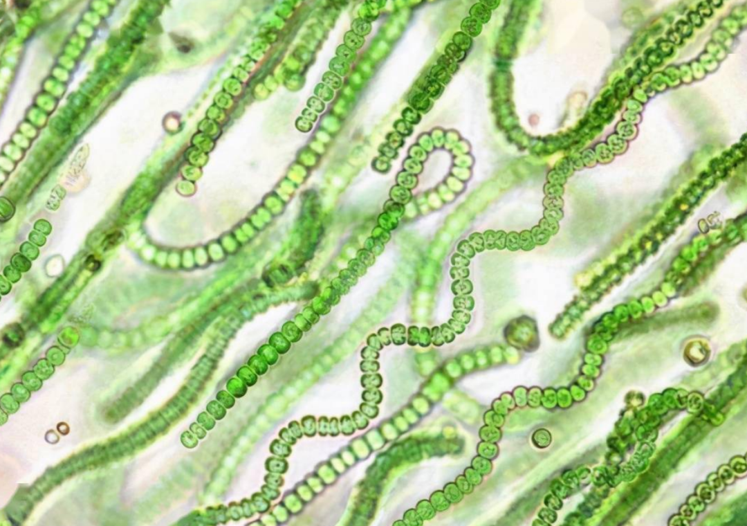 石油是古生物形成的？一个油田上亿吨石油，有那么多古代生物吗？