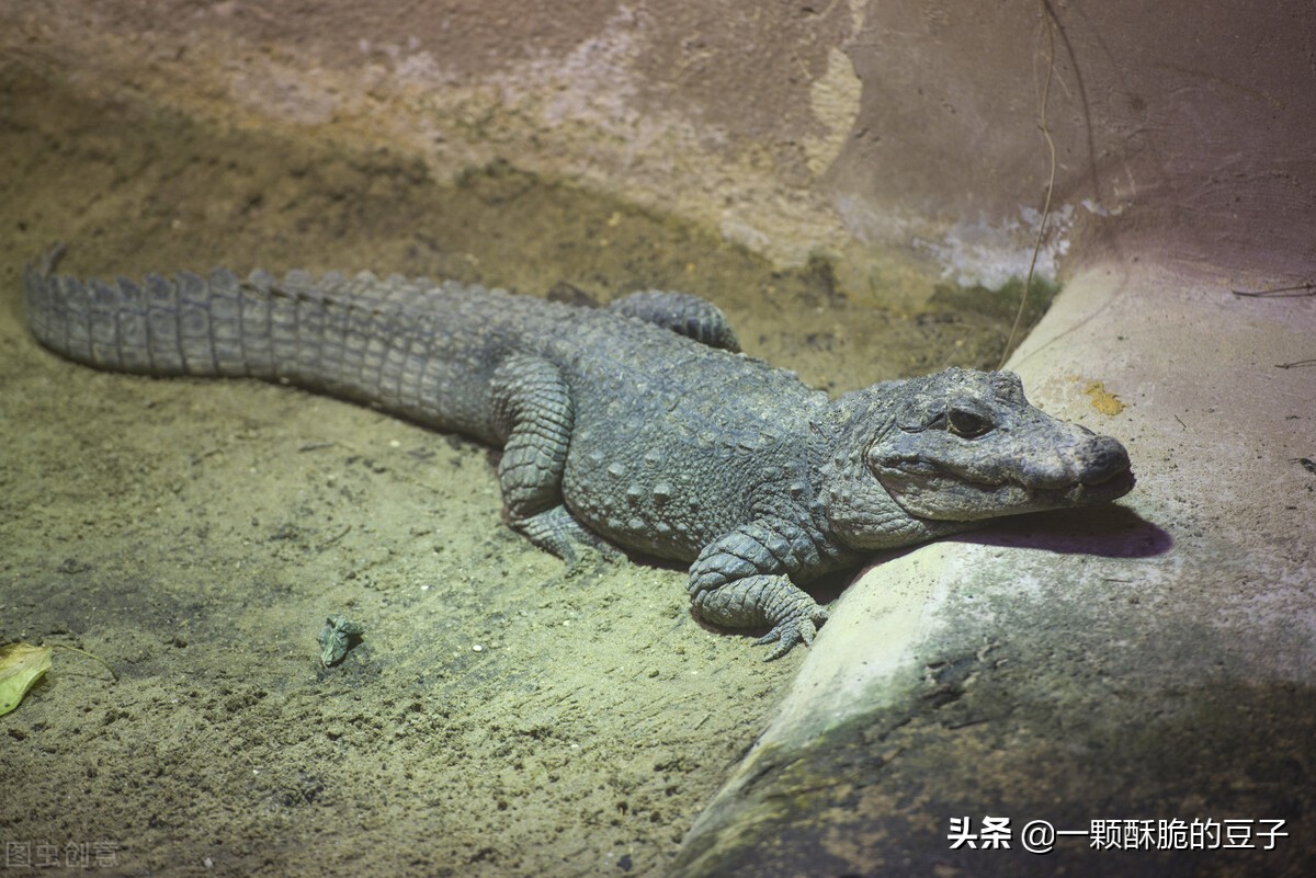鼋鼍龟鼈竃是什么鬼 - 非一般生活百科