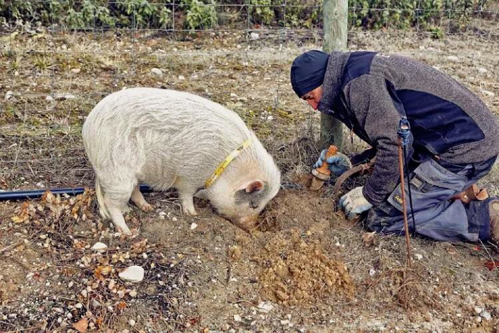 花3万刀吃法国松露，也不接受中国松露，欧洲：中国松露是喂猪的