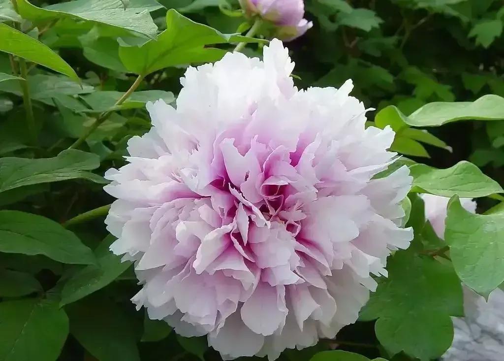 洛阳牡丹花儿开了,精选最美25幅「牡丹花儿」五颜六色的太美了