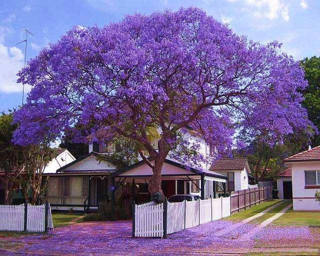 是否有紫色的树（你没见过的品种，紫色的蓝花楹树）