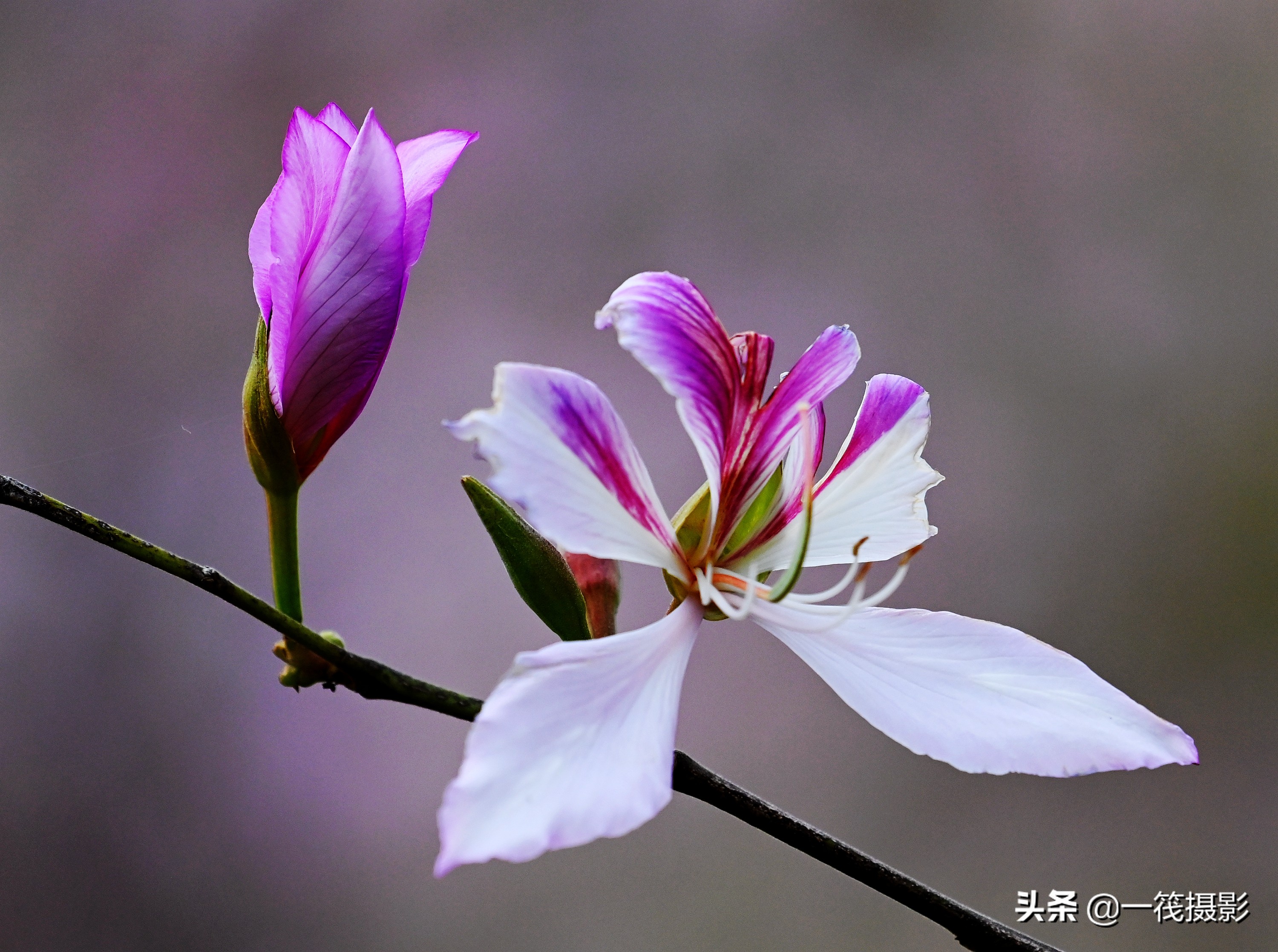 宫粉紫荆花的图片(宫粉紫荆花的花语和作用介绍)