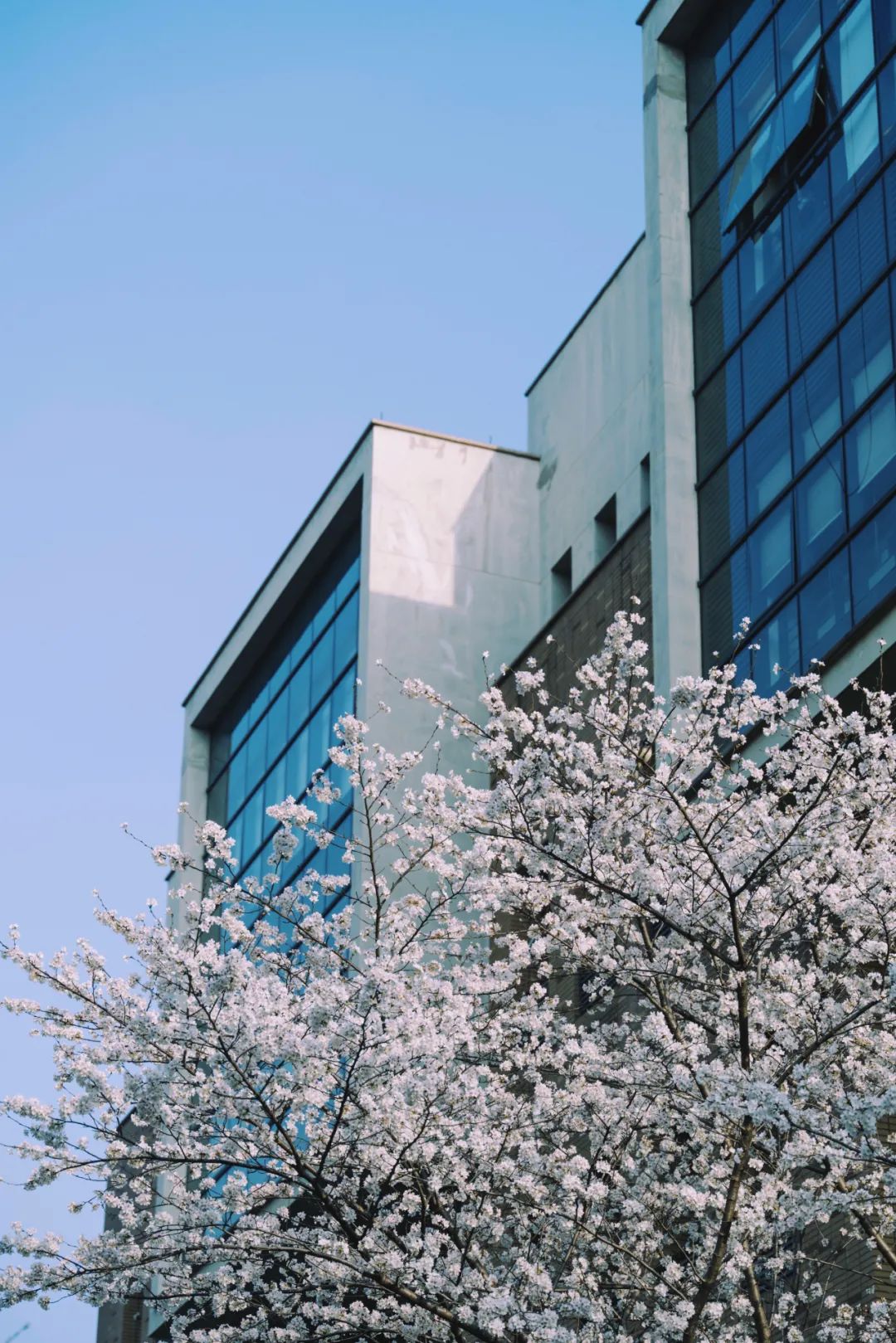 浙大樱雨，许你浪漫春光！每一张都可以做壁纸