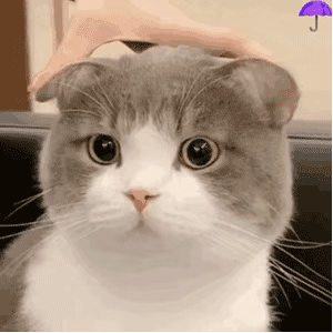 小猫咪问号脸表情包