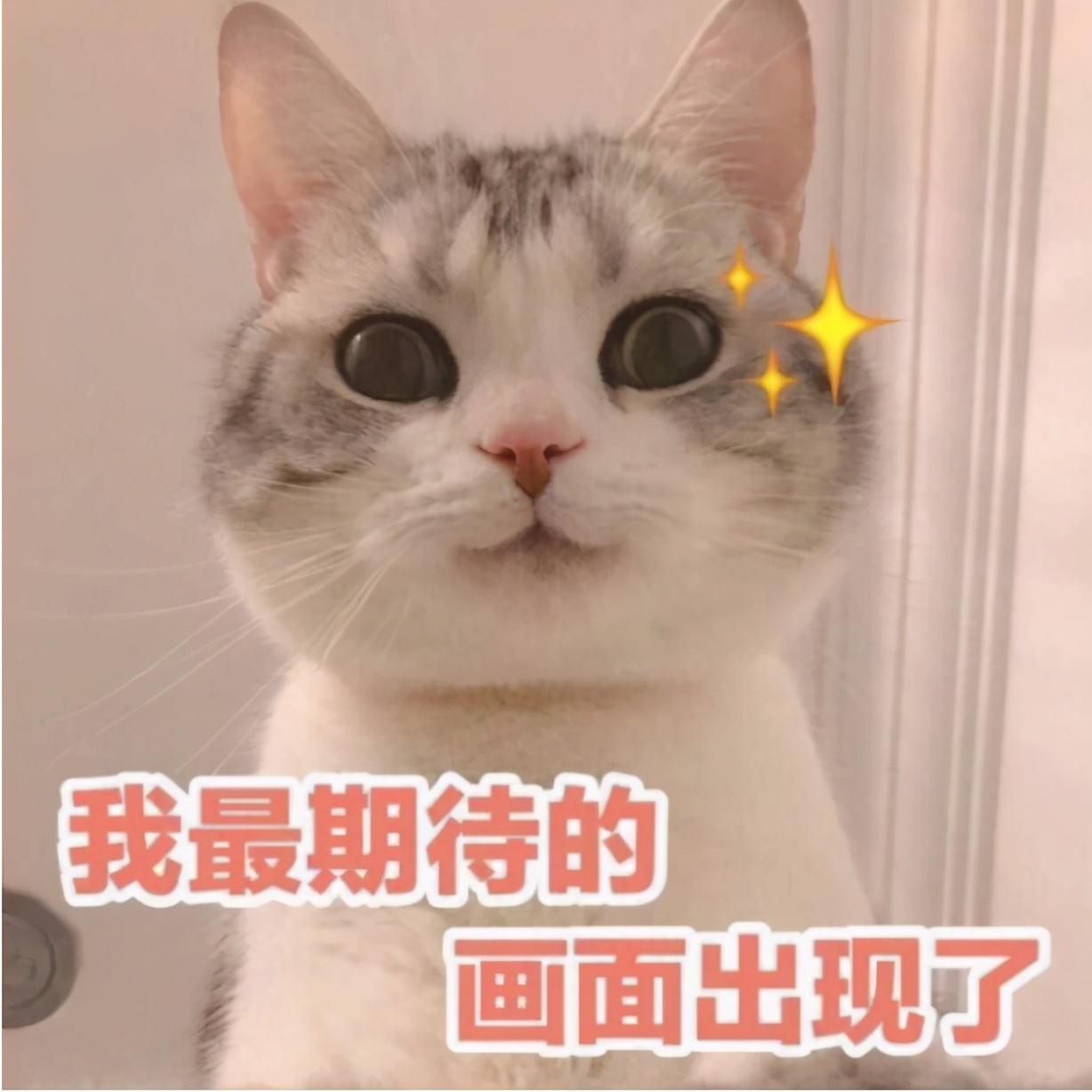 布偶猫图片及价格多少(2022猫咪最新价格参考，看看你买贵了没？)