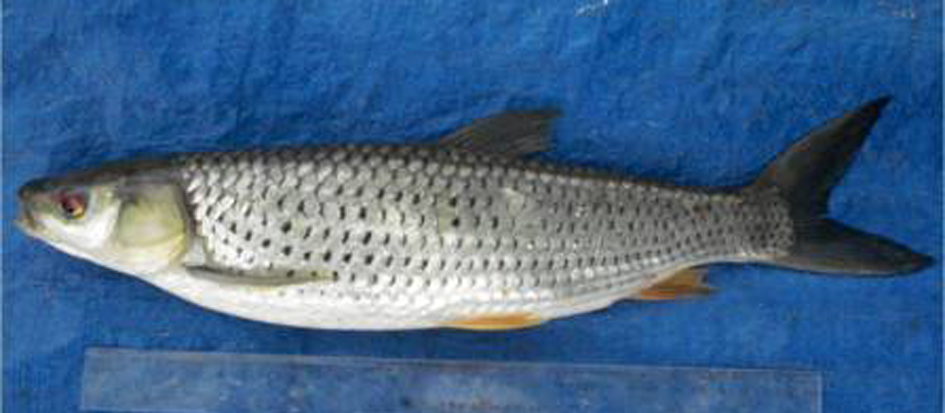 图鉴：我国增殖放流允许的主要淡水鱼类——广布种21种