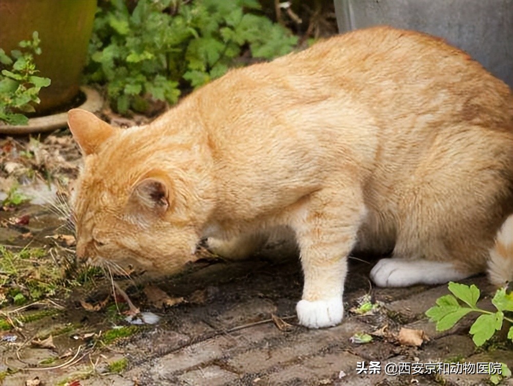 寵物為什麼會嘔吐？