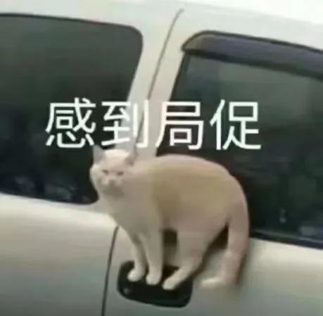 猫猫搞笑表情包