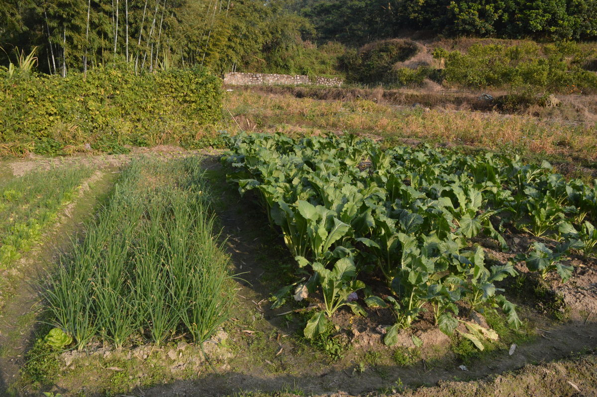 2018年，87岁老人持棍打人反被68岁男子反制致死，法院判决如何？