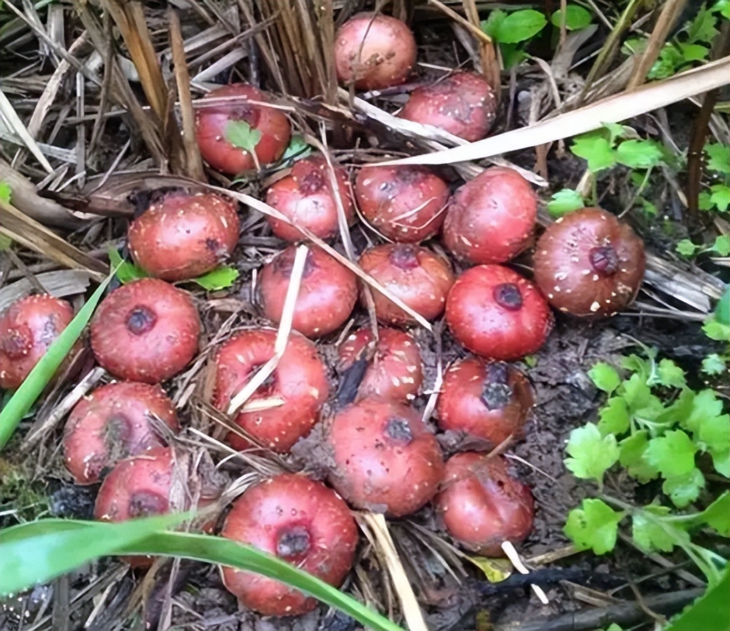 这野果叫"地石榴",儿时吃过最好吃的野果,如今又熟了,别错过