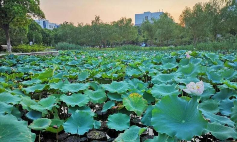 拥有顶尖学科，创多项“中国第一”！高考倒计时30天，江苏这所名校等你赴约