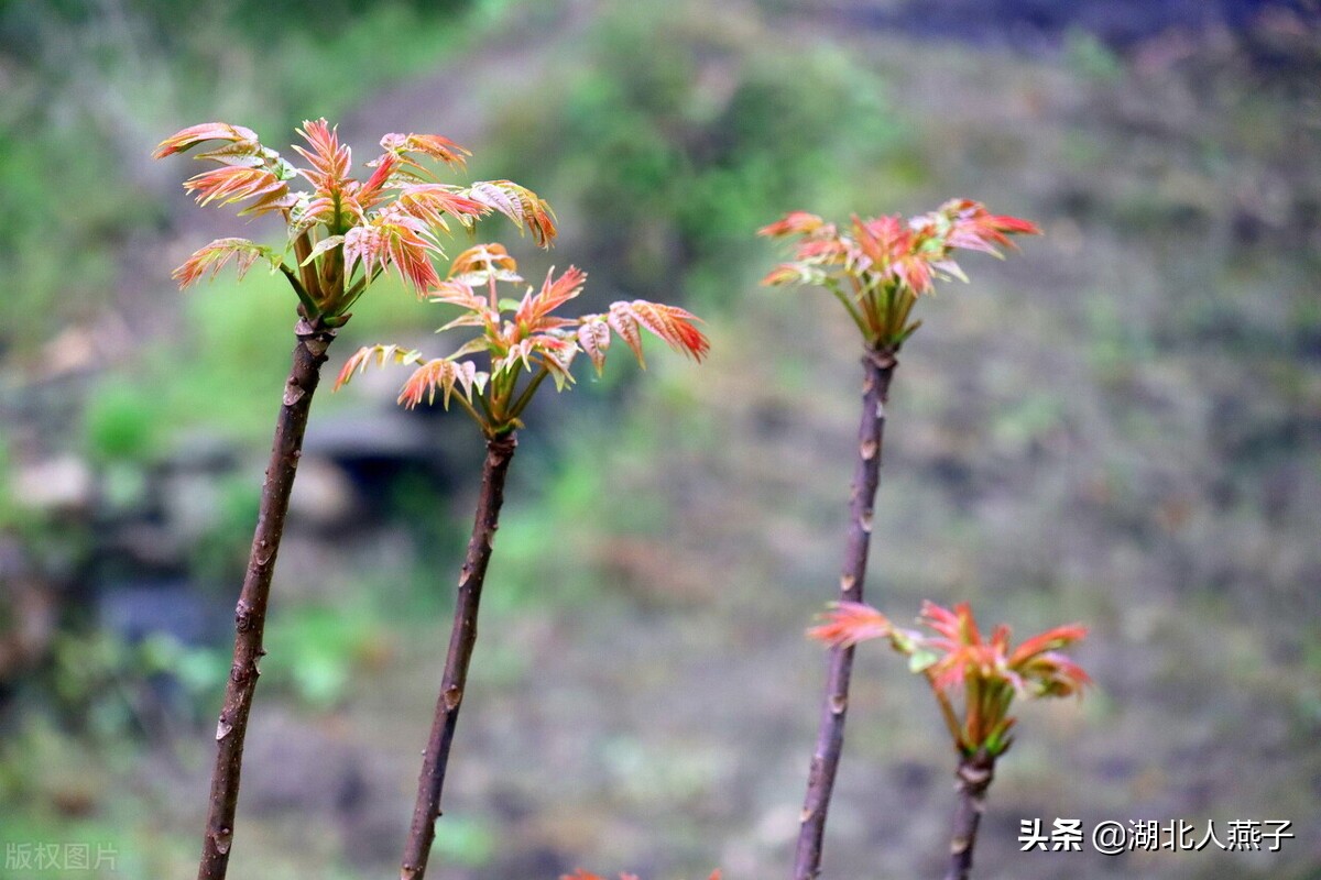 50种野菜大图片，教你认识不同的野菜和吃法，你想要的野菜这里有