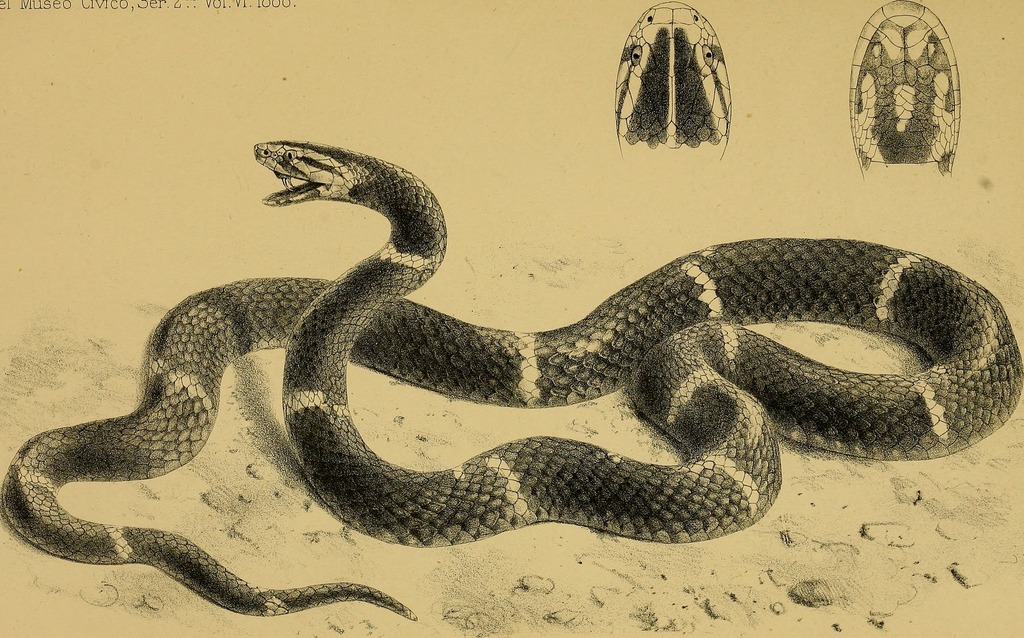 十堰发现罕见古老剧毒蛇,40cm,白头黑身,美国多次进口皆失败