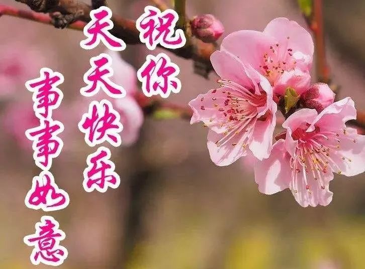 春日特漂亮的清晨鲜花早上好图片带字，祝愿工作顺利、生活甜美图片