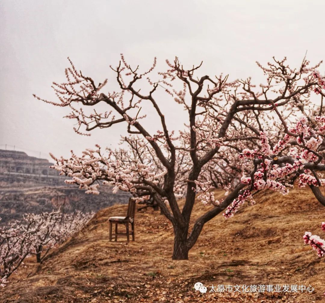 线上展览|“山河春意 锦绣太原——花的世界”主题摄影线上图片展（四）