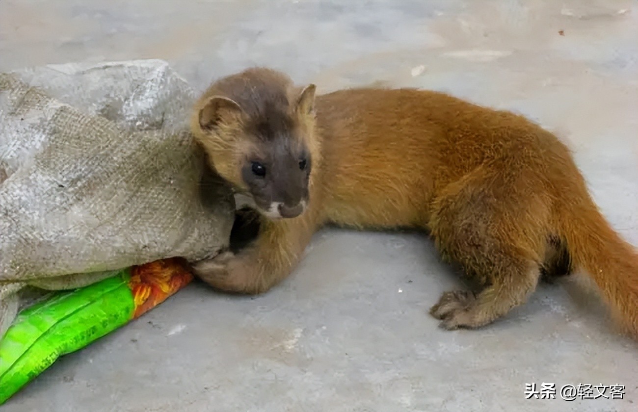 东北五大仙东北五大仙狐黄白柳灰