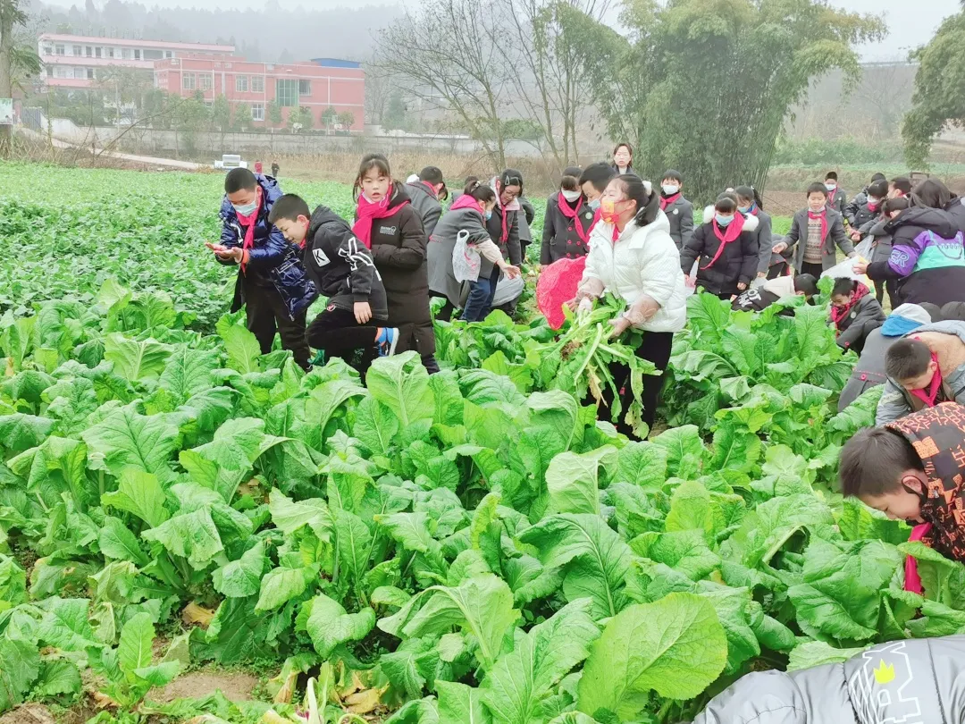 「城南小学•德育工作」小基地大收获 劳动实践快乐多